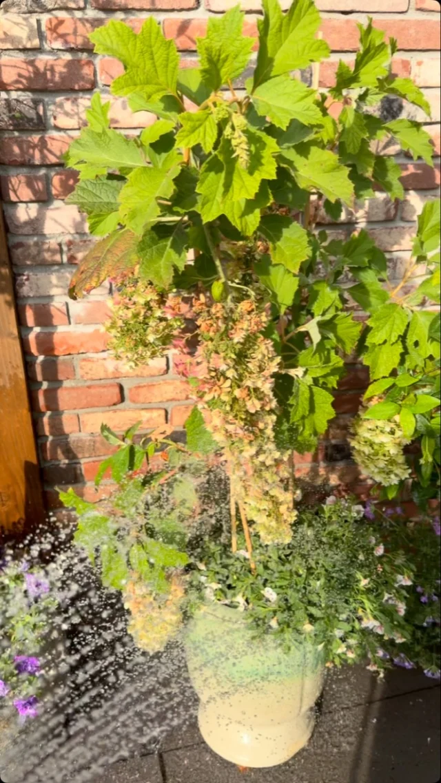 Zie jij jezelf al zitten in je nieuwe huis? 🏡 In je eigen tuin, lekker de plantjes water geven en genieten van de zon. 🌿☀️

De zomer voelt misschien wat rustiger op de woningmarkt, maar achter de schermen gebeurt er genoeg. Wie weet vind jij deze zomer wel jouw droomhuis… mét die heerlijke tuin waar je nu al van droomt. ✨

#vastgoedfotografie #video #zomer #makelaar